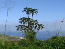 Waihe'e Ridge Trail